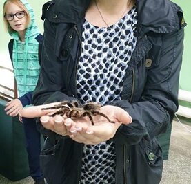 Лиза